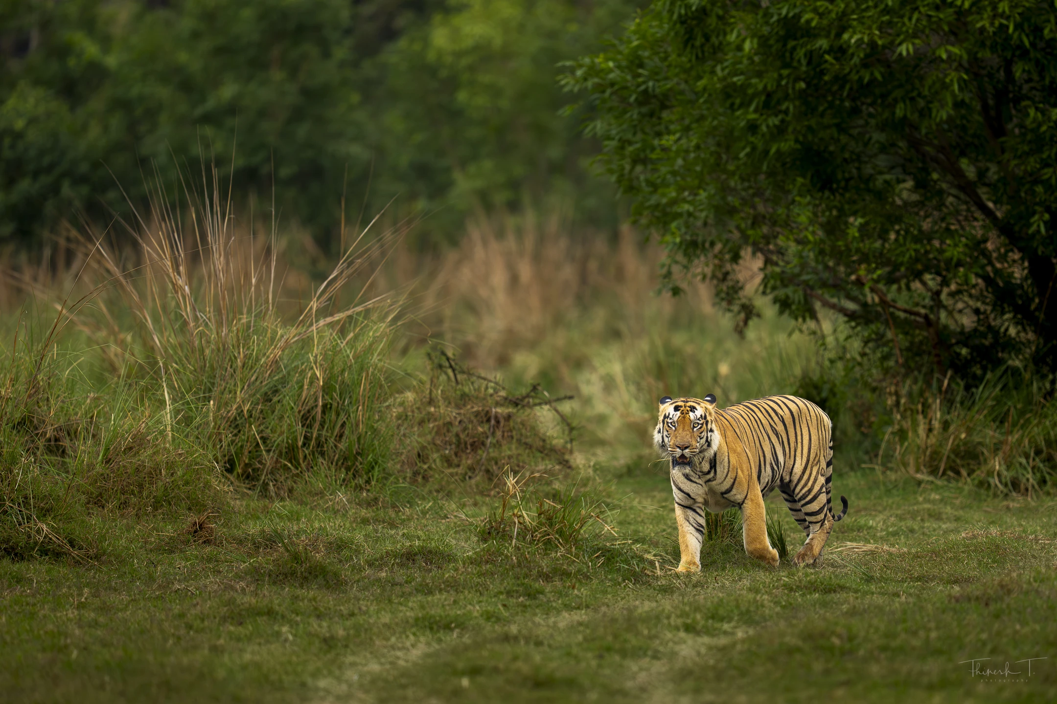India Tiger Photography Tour – Umred & Tadoba gallery image 9